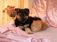 Unlikely Bedfellows